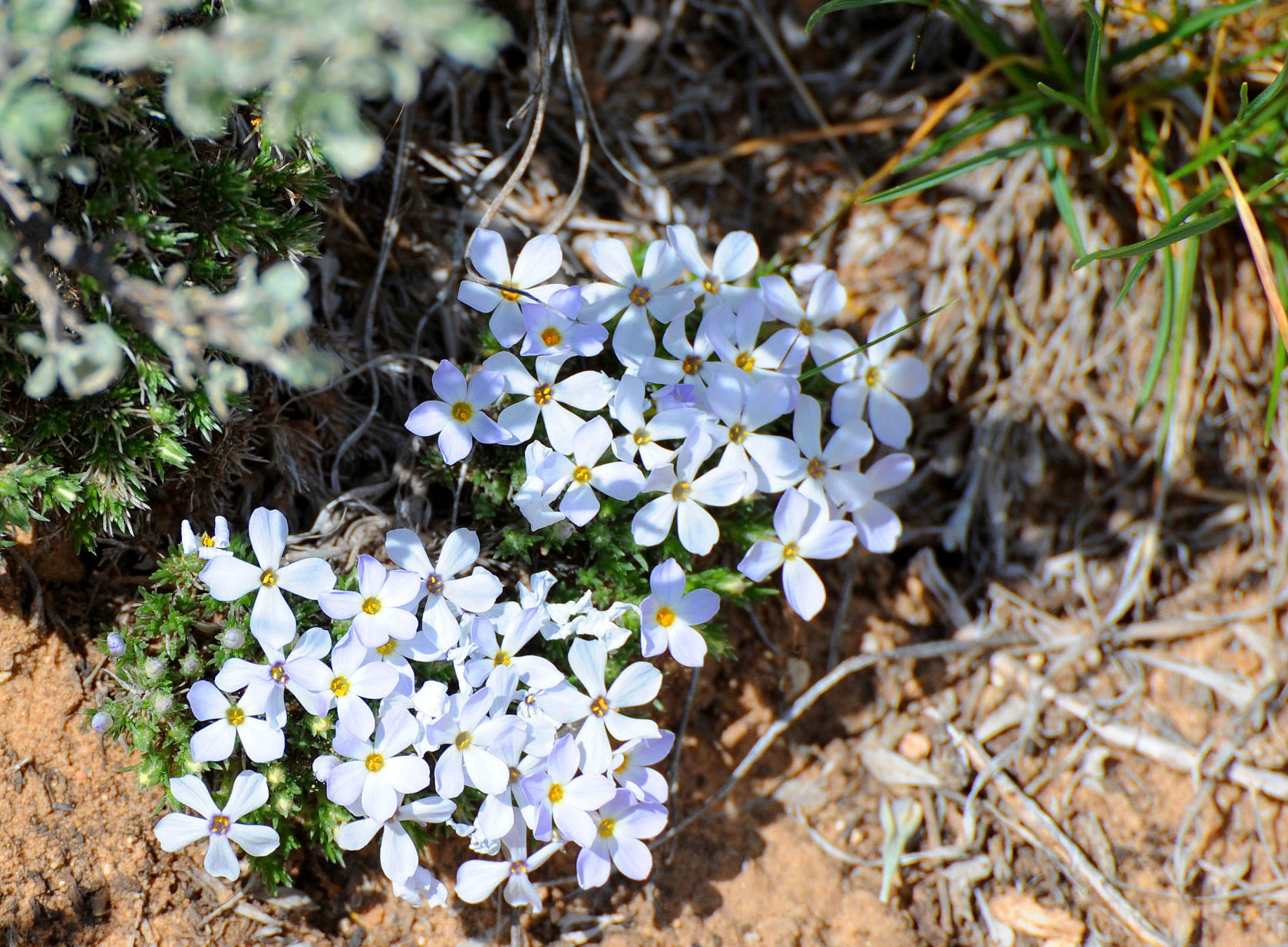Hood's phlox